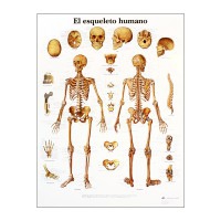 Lâmina de anatomia: Esqueleto humano